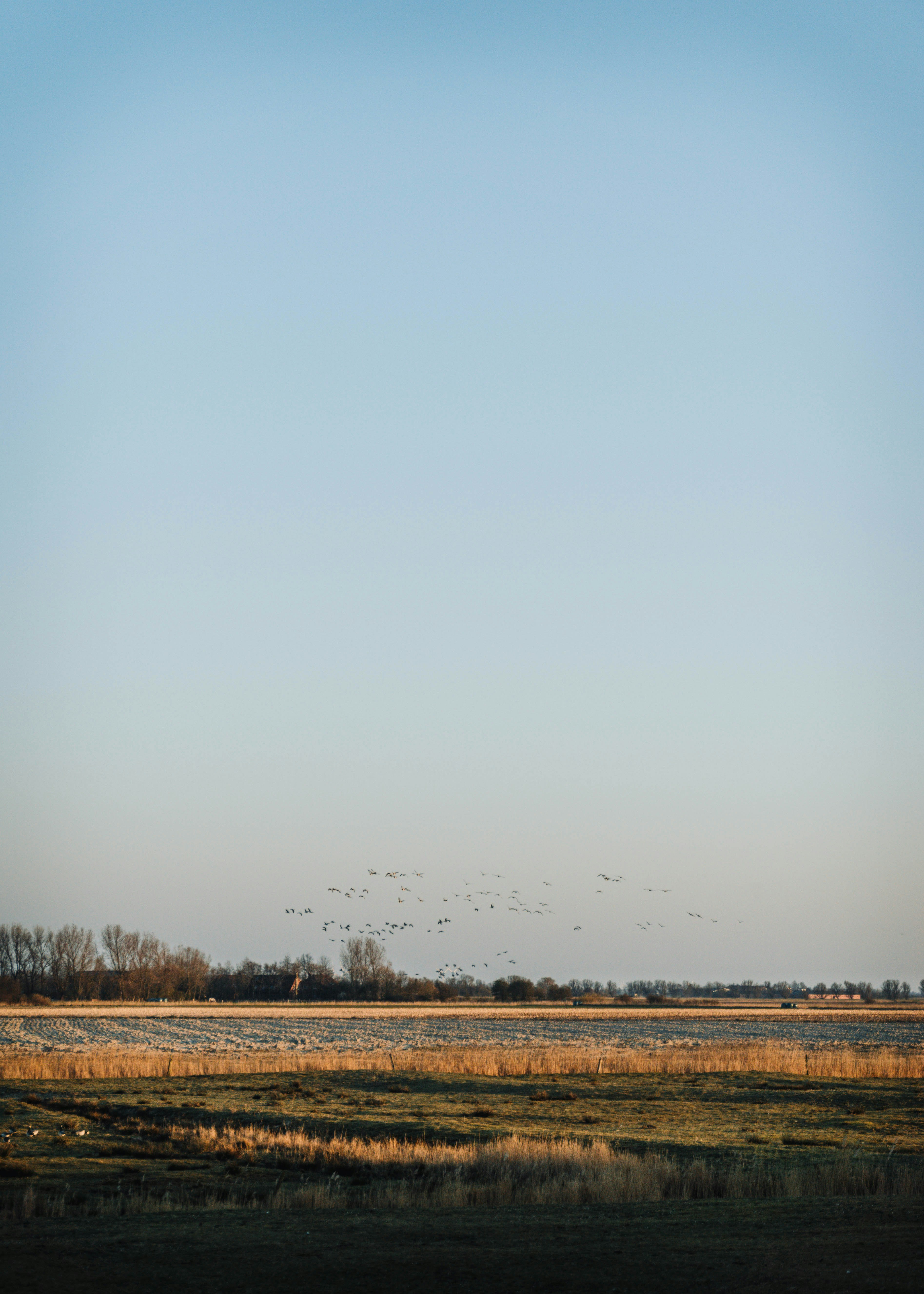 brown grass field under white sky during daytime